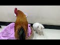The rooster refused to sleep with the rabbit and was finally tamed by the kitten 😂. funny animals😺🐔🐰