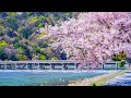 Soothing Spring Songs that will brighten your heart【Relaxing BGM】