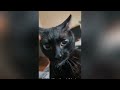 Try not to laugh 😆 New funny Cats- and Dogs Videos 😹🐶
