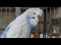 Budgie TV - Happy, Active, Playful Budgie Sounds, Help your bird sing