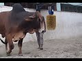 Bull superkicks its trainer... 😙KARMA 😙