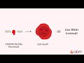 Gene Silencing Methods: CRISPR vs. TALENs vs. RNAi