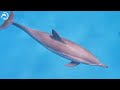 3 HOURS Great Ocean Moment 🐋- Coral Reefs and Colorful Sea Life - Relaxing Music
