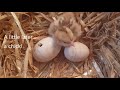 Serama Egg Hatching Story (Day 1 to Day 22): Chicken Egg Hatching At Home By Cute Pet Hen In House