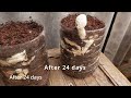 Growing mushrooms at home is super simple from recycled plastic cans - Anyone can grow them