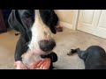 Funny Upside Down Great Dane Interrupts Playtime To Snack With The Cat