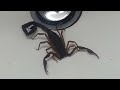 Scorpion in the Sink 2