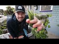 How to Grow Bush Beans: 30+ Plants in One Vertical Tower!