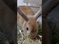 #うさぎ#rabbit