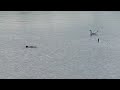 Merganser Ducklings go Fishing