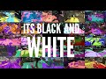 Black And White | Splatoon 2 Remix Montage