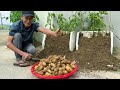 Never Have To Buy Potatoes Again, Here's How I Grow Potatoes Without Doing Anything