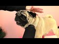 How to dry your pug