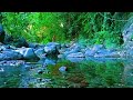 Gentle Green Forest Stream, Sound of Natural Mountain Water | Relaxation, Sleep, Meditation