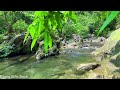 The most Gentle Forest Stream Sounds, No Birds, No Music, 10 Hours of Relaxation with Stream Sounds