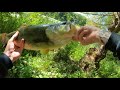 Toronto Pond Fishing - HUGE Bass At HIGH Park