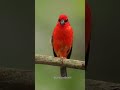 The Most Colorful Birds in the World | Breathtaking Nature & Wonderful Birds {@KEBUMENNKICAU99}