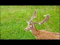 For animal lovers: Fallow deer // Für Tierliebhaber: Damhirsche