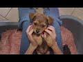 Tiny Street Puppy Falls in Love with our 100 Pounds Dobermam