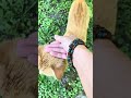 Befriending the sweetest stray cat I’ve ever seen
