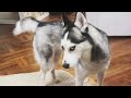 Huskies being dramatic for 10 minutes | FUNNIEST Animals Video