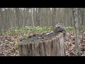 Squirrels in a Forest Full of Trilliums - 10 Hour Cat TV for Pets to Watch 😺 - May 16, 2024