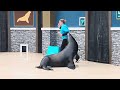 New Sea Lion Show | SeaWorld San Diego | Front Row POV