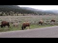 Driving through Lamar Valley (view 2) - Yellowstone National Park