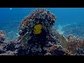 The Colors of the Ocean (4K ULTRA HD) - The Best 4K Sea Animals for Relaxation & Relaxing Sleep #6