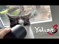 Yakuza 3 Cat