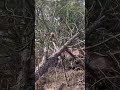 Pecan tree cut down due to drought