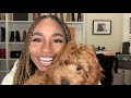 MEET COOPERRRR My New Baby Micro Mini Goldendoodle! | JaLisaEVaughn