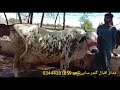 سات بلکل سجری سوئی گائیں براے فروخت۔ مدثر اقبال ساب لکھو گجرات۔Cows For Sale In Gujrat