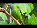 Peaceful harp and flute music with birdsong-Fantasy Music from Most relaxing Music