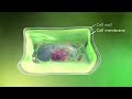 Biology: Cell Structure I Nucleus Medical Media