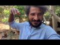 Free Range For Animals and Farming Cycle | Auro Orchard Farm | Auroville