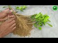 How to propagate lemon tree from cuttings with tissue paper || With 100% success