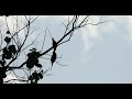 沙巴生態之旅系列6：長尾鸚鵡 (Long-tailed Parakeet)