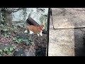 Walking my cat in an abandoned garden | Abandoned Japan