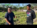 HINDI nag COLLEGE, Pero mas MALAKI ang KITA sa NAGTAPOS? YAYAMAN ang BATANG KAMOTE FARMER na ito!