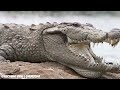 Video về Tứ Hoàng Râu Trắng & Crocodile này sẽ khiến bạn mất ngủ - One Piece