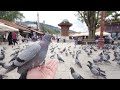 Slow motion footage of a pigeon eating