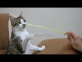 cat  funny  song | #catsfunnyvideo #youtubevideo@mrbeast#cat