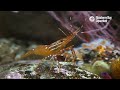 2 Hours Of Chill Shrimp To Work/Study/Relax | Lofi Hip Hop | Monterey Bay Aquarium Krill Waves Radio