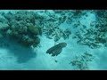 Cades Reef Antigua Octopus