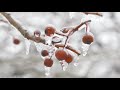 Sretan Božić uz nježnu klavirsku muziku 🌲 Zvukovi snježne oluje uz pucketanje kamina