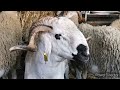 مشيت نشوف الاثمنة الخروف🐏والاجواء هذا  العام العيد فوق الشواية😱