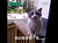 會說中文要討魚吃的貓