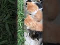 Kittens eating grass