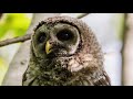 Barred owl call - hear the many different sounds of the barred owl!